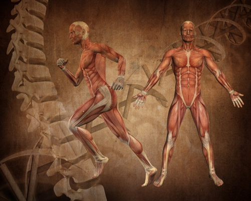 Anatomia pratica e Fisiologia 