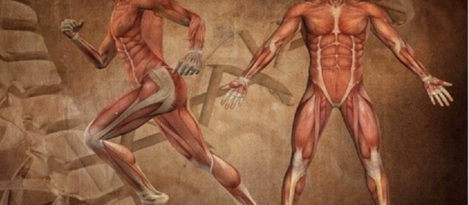 ANATOMIA & FISIOLOGIA ONLINE